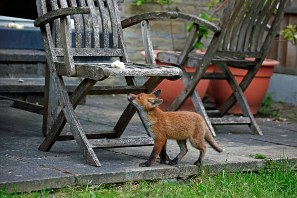 istock Fox cub climbing up onto garden chair 1341868481