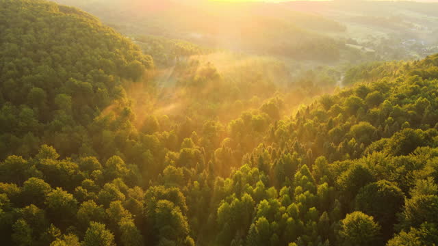 Vibrant foggy morning over dark forest trees at bright summer sunrise. Amazingl scenery of wild woodland at dawn.