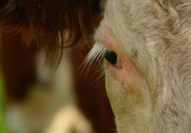 istock hereford cow eye. 1341869055