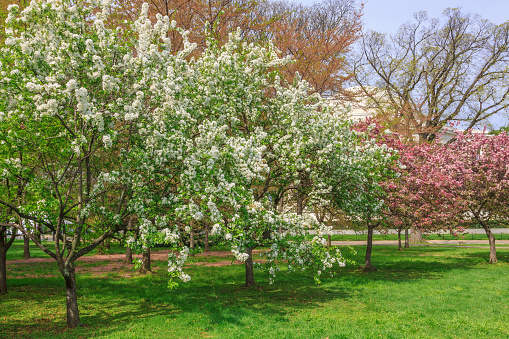 White and Red Dogwood Trees in Bloom on a Spring Day with Jefferson Memorial in Background, Capitol Hill, Washington DC, USA.