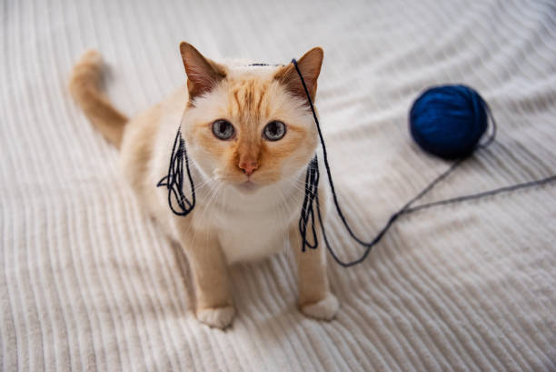 istock White Cat Tangled in Blue Yarn 1341873347