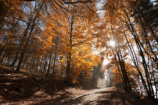 Forest in Autumn. The image is developed from 16-bit RAW files in the sRGB color space.