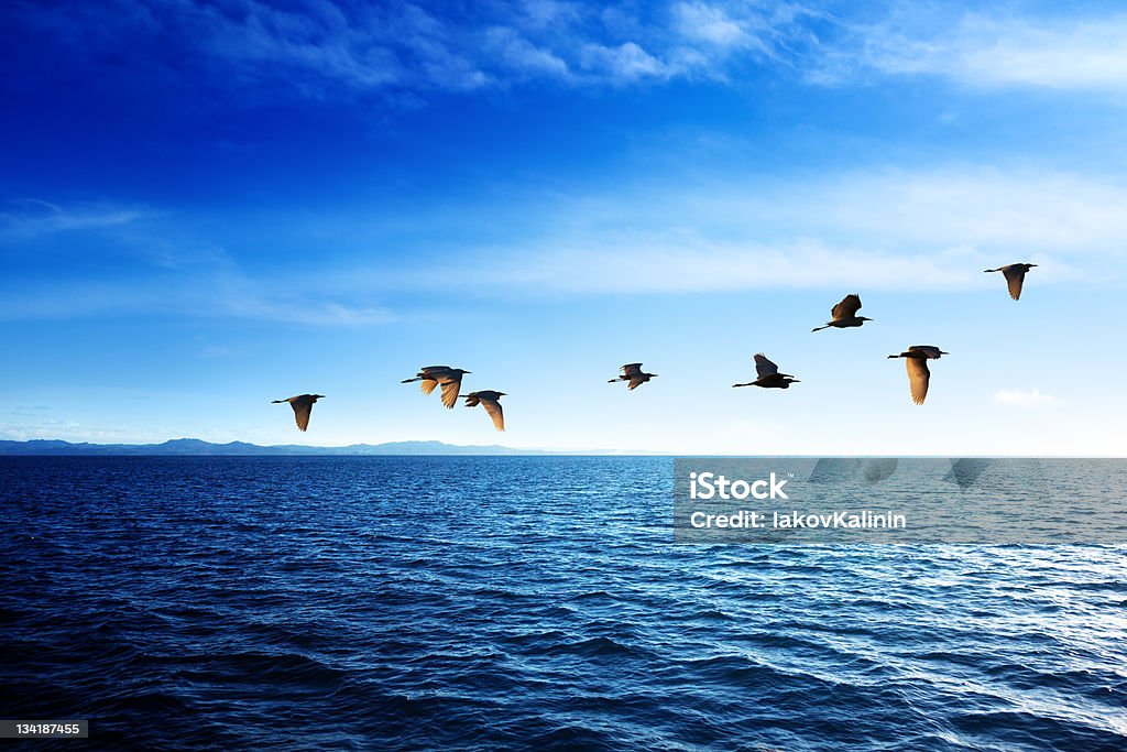 Uccelli e Mar dei Caraibi - Foto stock royalty-free di Acqua