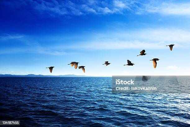 Uccelli E Mar Dei Caraibi - Fotografie stock e altre immagini di Acqua - Acqua, Airone, Alba - Crepuscolo