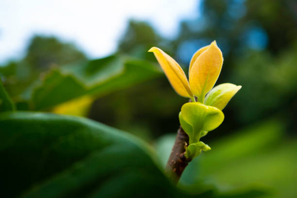 Bright yellow and green leaves open in the autumn garden. Concepts for change, life, resilience, and surprise.