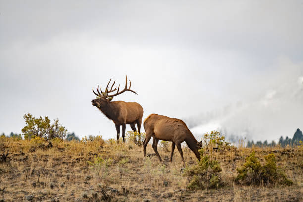 istock Bull elk on mountain ridge with won cow after victory in battle 1341877568