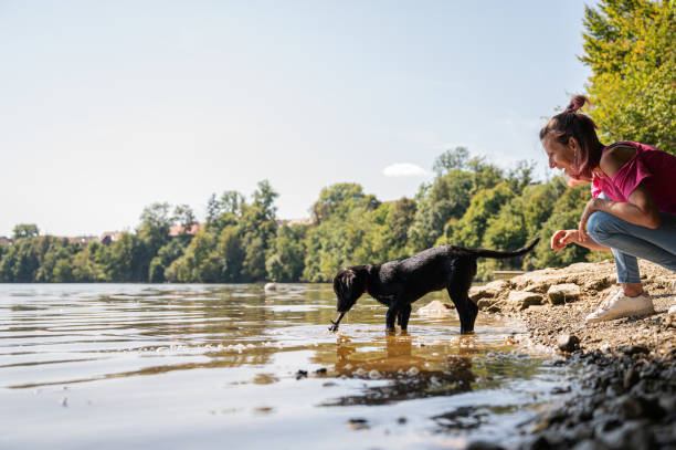 Teaching puppy to fetch a stick from the river