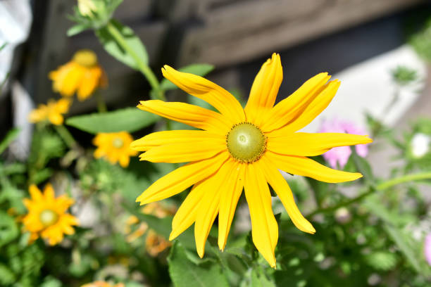 Green-eyed Rudbeckia with yellow leaves asteraceae Green-eyed Rudbeckia with yellow leaves asteraceae smerinthus ocellatus stock pictures, royalty-free photos & images