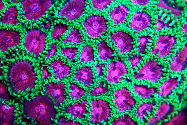 istock Diamonds in Reef aquarium - Pink Diamond Zoanthids sp. 1341878675