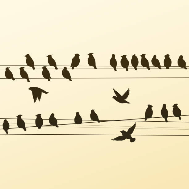 istock Silhouettes of a Flock of Birds 1341878677