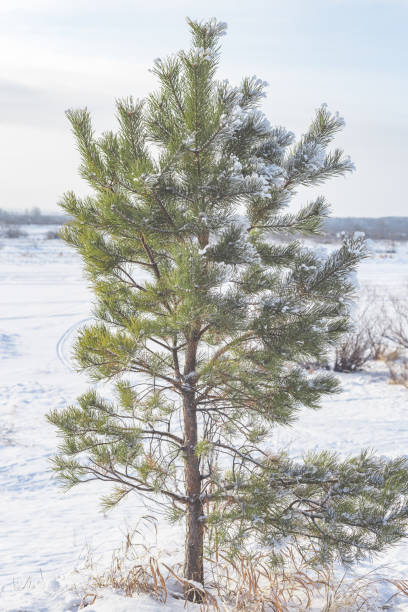 istock Green spruce in a snowy field in winter 1341880042