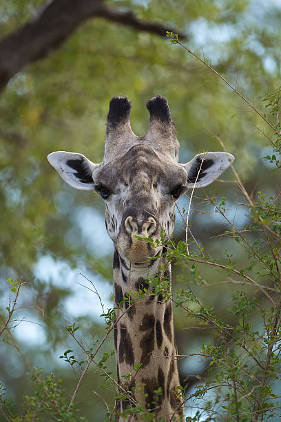 istock Portrait of a giraffe 134188068