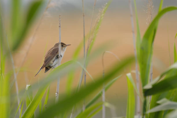 istock Eurasian reed warbler - Acrocephalus scirpaceus 1341880694