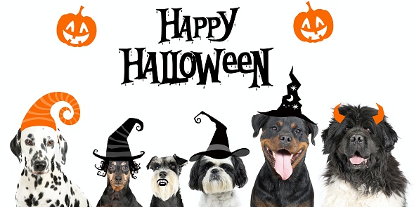 group of different dogs with hat illustrations on banner of halloween