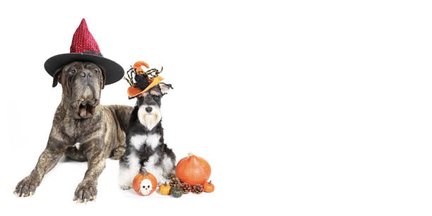 istock Halloween dog card 1341881853