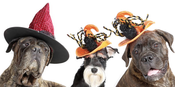 istock Halloween dog card 1341881879