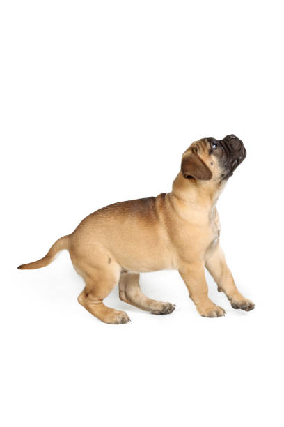 istock puppy dog isolated on white 1341881933