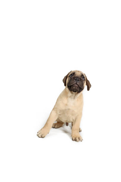 istock puppy dog isolated on white 1341882004