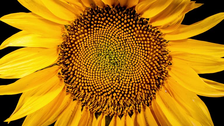 Yellow Sunflower Head Blooming in Time Lapse. Opening Flower on a Black Background from Bud to Wilted in Timelapse