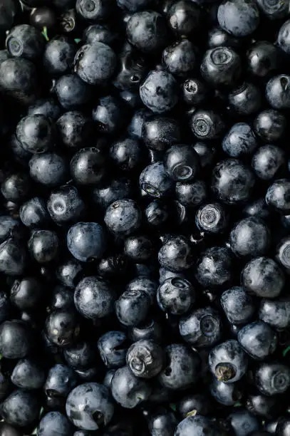 Ripe juicy sweet blueberry straight from the bush