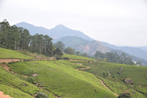 istock Tea plantations near Munnar, Kerala, India 1341883182
