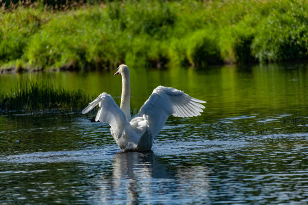 istock Beautiful majestic white swan in water. 1341885004