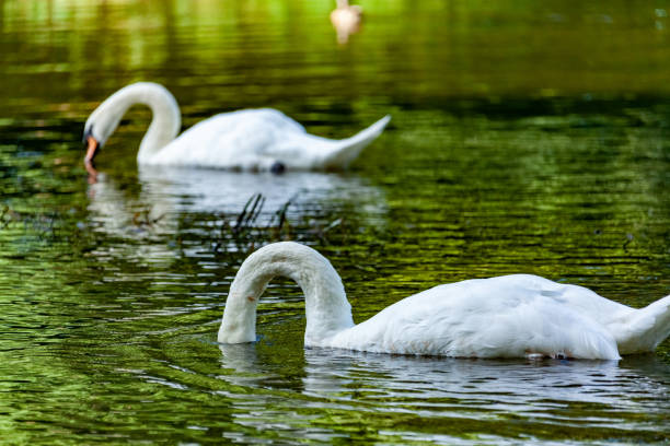 istock Beautiful majestic white swan in water. 1341885384