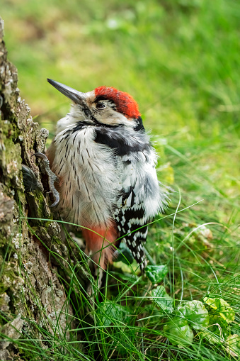 Close-up of a young woodpecker on a tree trunk