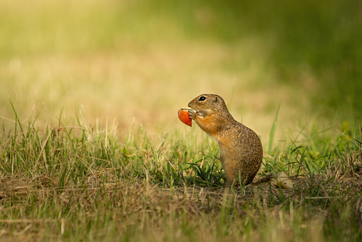 European ground squirrel - Spermophilus citellus