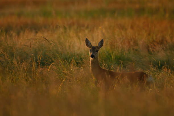 istock Female Roe deer on the field 1341885980