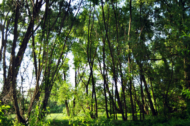 istock Evening forest with dense green foliage 1341886026