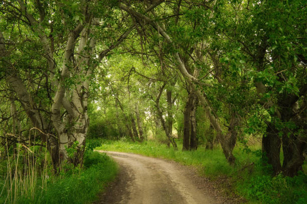 istock Road in the beautiful summer forest 1341886571