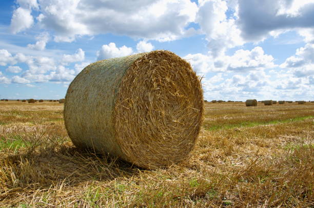 A bale of hay in the field. A bale of hay in the field. Hay harvesting at the end of summer. bale stock pictures, royalty-free photos & images