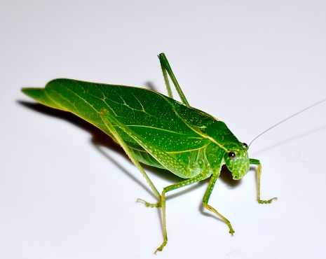 A close-up photo of a Broad-Winged Katydid (Microcentrum rhombifolium), which strikingly resembles a leaf.
