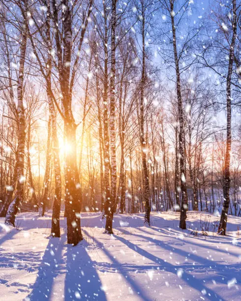 Photo of Sunset or sunrise in a birch grove with a winter snow on earth.