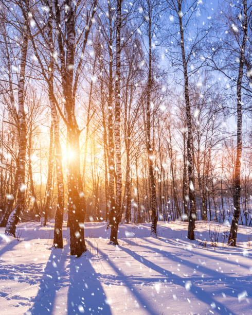 закат или восход солнца в березовой роще с зимним снегом на земле. - winter sunset sunrise forest стоковые фото и изображения