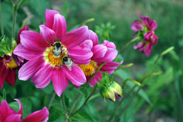 istock Bright blooming garden with bees, butterflies 1341889071