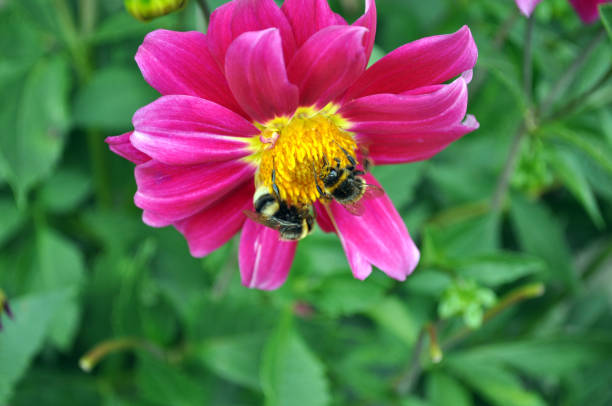 istock Bright blooming garden with bees, butterflies 1341889073