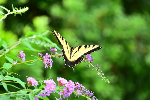 A yellow swallowtail butterfly feeds on the blossoms of a purple butterfly bush.