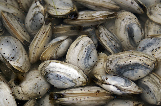 istock New England clams 134189009