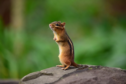 Close up shot with selective focus on a cute little chipmunk looking with curiosity towards the camera while sitting on a rock wall at a viewpoint overlooking Crater Lake in Oregon.