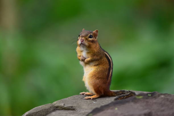 chipmunk on a stonewall - chipmunk imagens e fotografias de stock