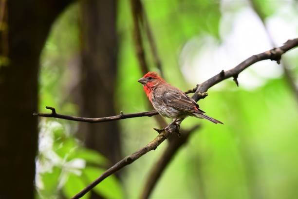 istock Young House Finch 1341893566