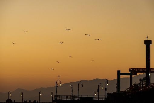 Los Angeles, California, United States - Seagulls and shore birds fly over the Santa Monica Pier at golden hour