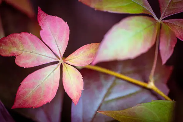 Photo of Beautiful Virginia creeper also called five-finger Ivy leaves as autumn starts to bring color to nature