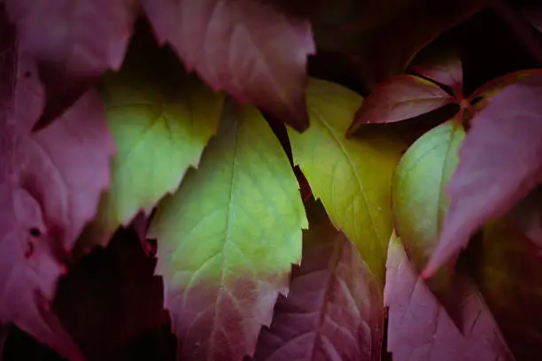 Photo of Beautiful Virginia creeper also called five-finger Ivy leaves as autumn starts to bring color to nature