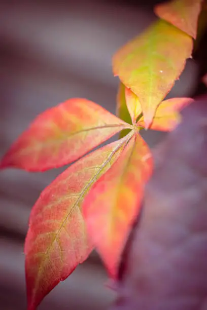 Photo of Beautiful Virginia creeper also called five-finger Ivy leaves as autumn starts to bring color to nature