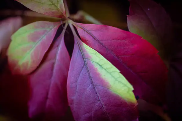 Photo of Beautiful Virginia creeper also called five-finger Ivy leaves as autumn starts to bring color to nature