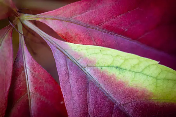 Photo of Beautiful Virginia creeper also called five-finger Ivy leaves as autumn starts to bring color to nature