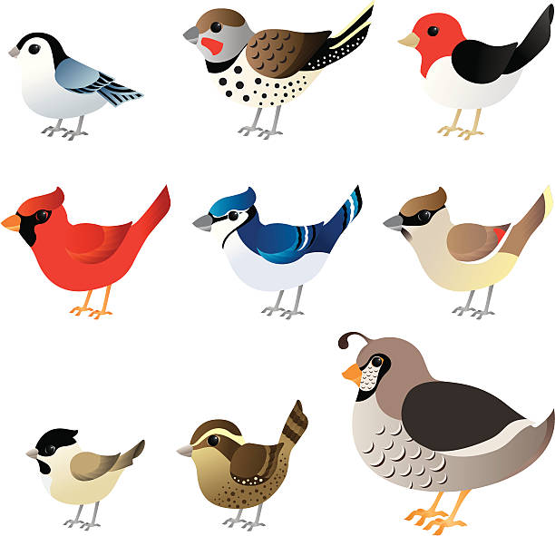 Winter birds commonly found in North America From left to right, top to bottom, nuthatch, flicker, red-headed woodpecker, cardinal, blue jay, cedar waxwing, chickadee, wren or finch, and partridge. flicker bird stock illustrations